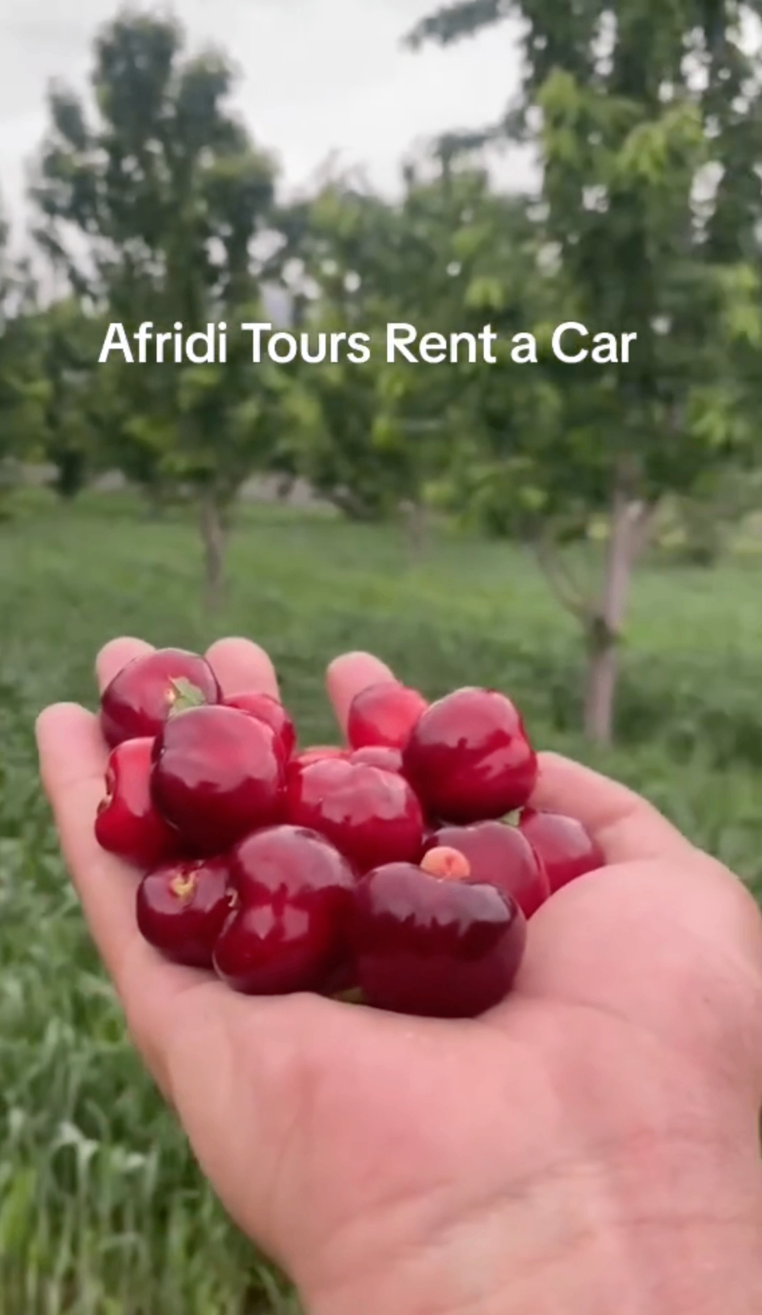 Fresh cherries from a northern areas tour with Afridi Tours